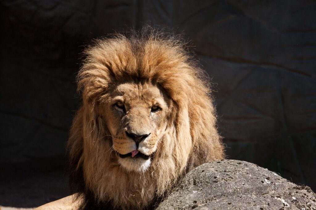 Löwe im Hagenbeck Tierpark