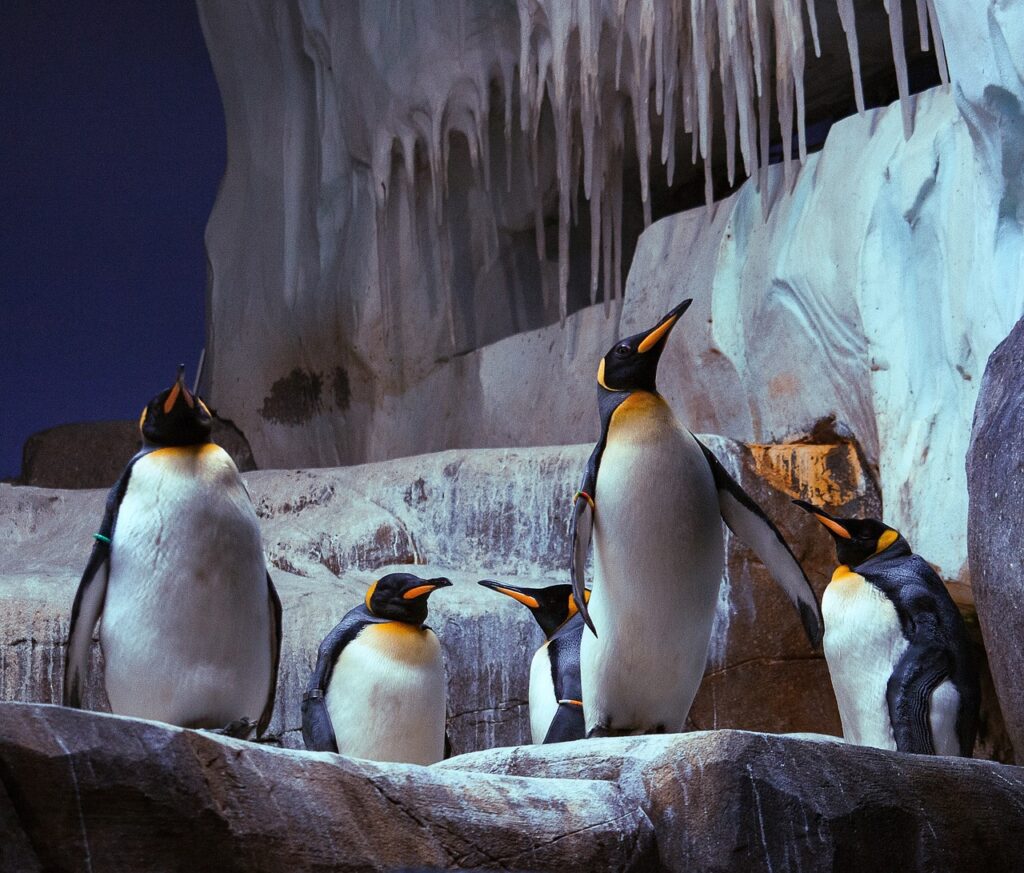 Pinguine im Hagenbeck Tierpark