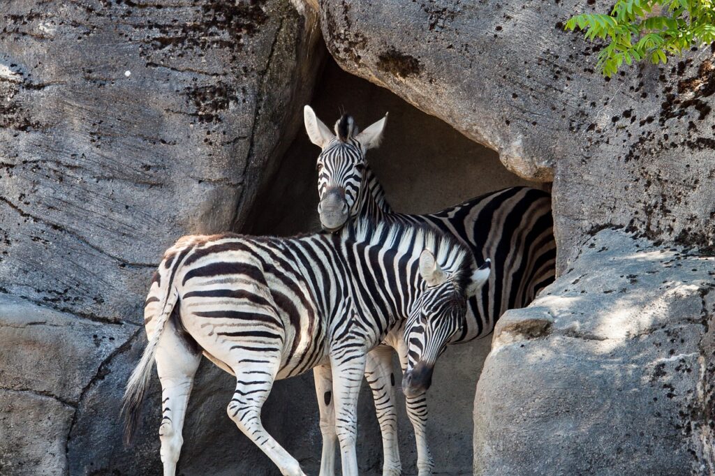 Zebras im Hagenbeck Tierpark