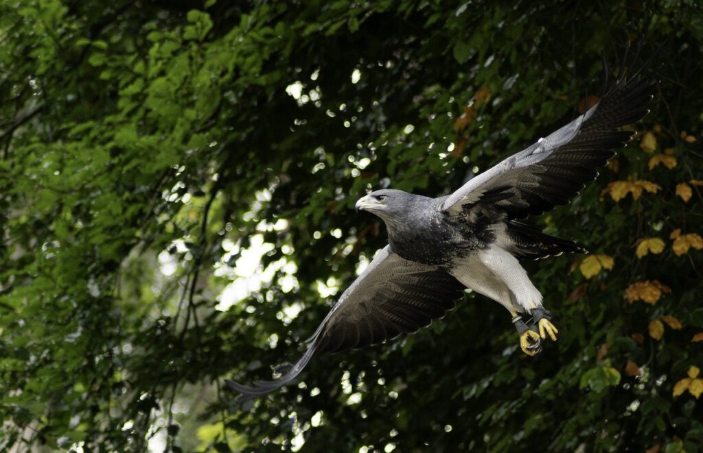 Flugshow im Wildpark Schwarze Berge