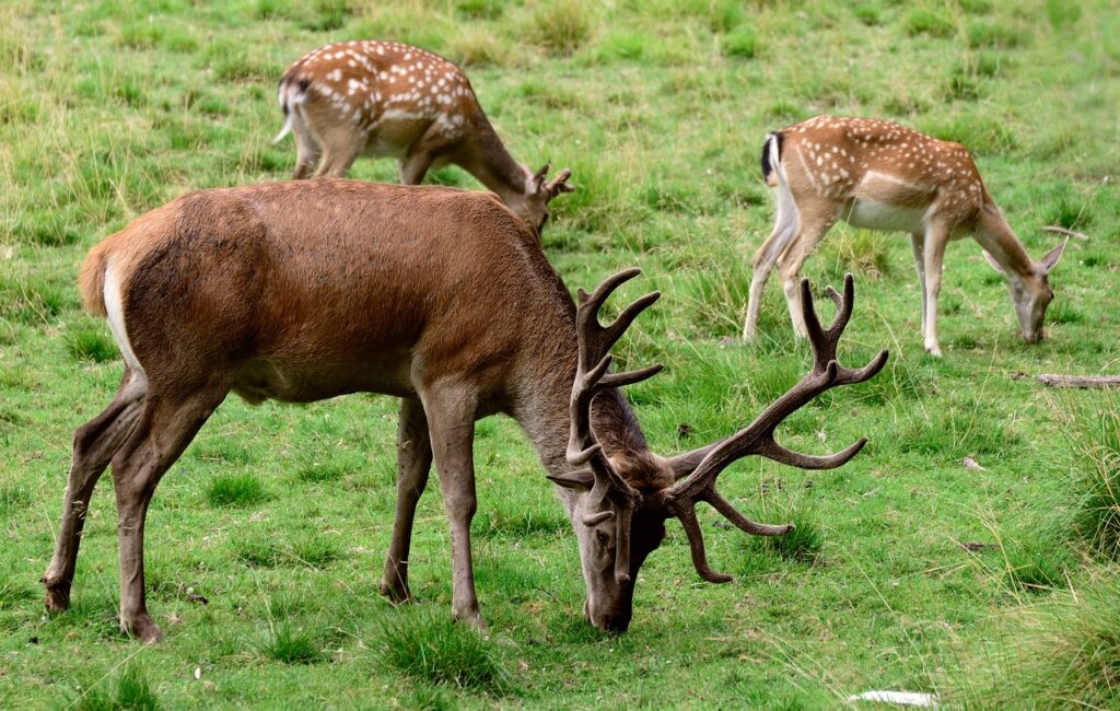 Hirsche im Wildpark Schwarze Berge