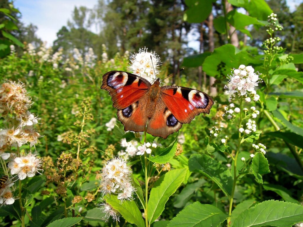 Schmetterlingsgarten in Hamburg