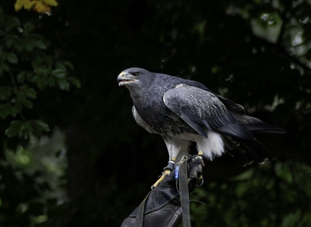 Wildpark Schwarze Berge » Ein unvergessliches Naturerlebnis für die ganze Familie