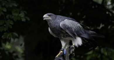 Wildpark Schwarze Berge » Ein unvergessliches Naturerlebnis für die ganze Familie