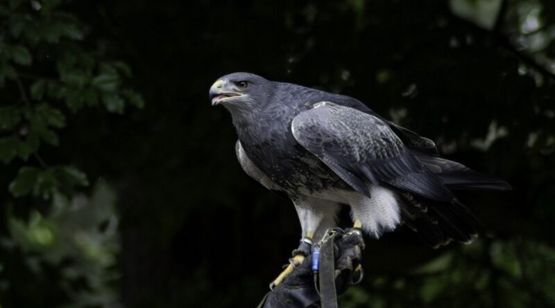 Wildpark Schwarze Berge » Ein unvergessliches Naturerlebnis für die ganze Familie